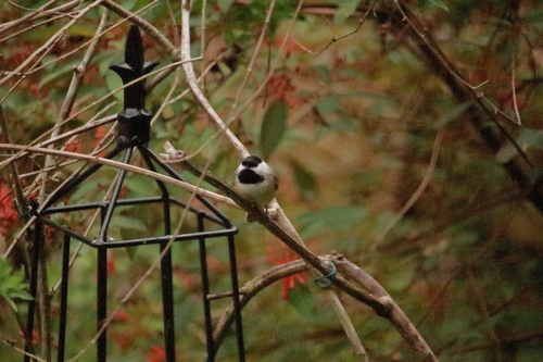 Carolina Chickadee photographed in Florida
