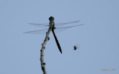 Orthemis ambinigra