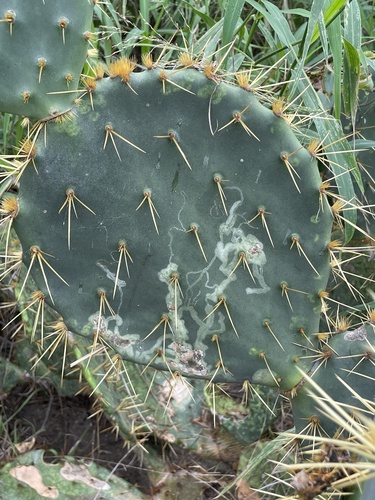 Opuntia Leaf Miner photo 3