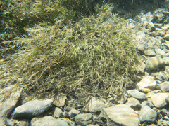 Najas guadalupensis