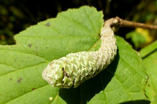 Contarinia coryli