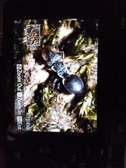 Cephalotes maculatus