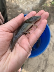 Ambystoma mavortium