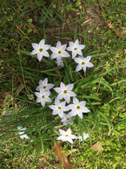 Ipheion uniflorum