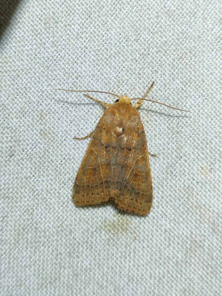 Agrochola pistacinoides