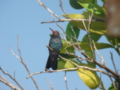 Cynanthus latirostris