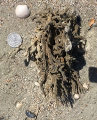 Clathria prolifera