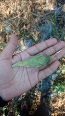 Dictyanthus