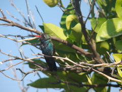 Cynanthus latirostris