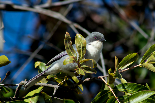Cinereous Warbling-finch