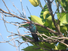 Cynanthus latirostris