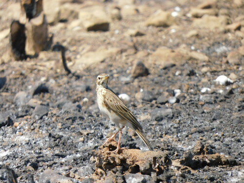 African Pipit