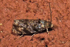 Olethreutes albiciliana