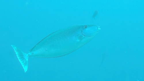 Slanke eenhoornvis (Naso lopezi) — Acanthuridae — 4