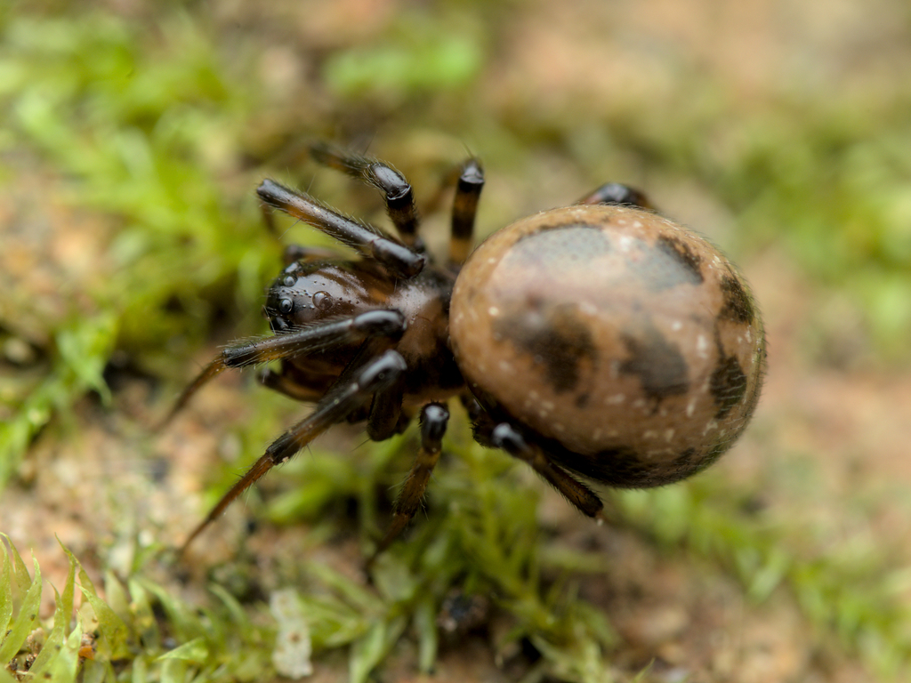 Tapinopa longidens