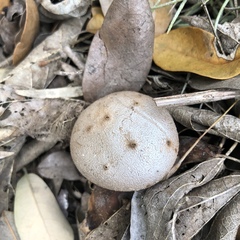 Myriostoma coliforme