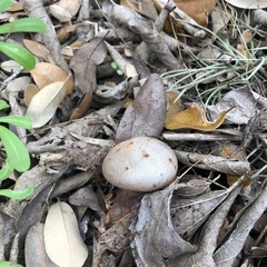 Myriostoma coliforme