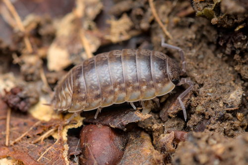 Porcellio gallicus Dollfus, 1904
