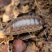 Porcellio gallicus - Photo (c) Ludivine Lamare, some rights reserved (CC BY), uploaded by Ludivine Lamare