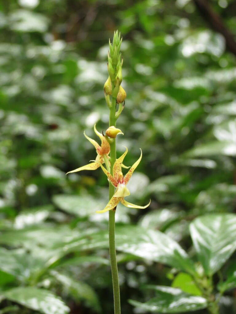 Plocoglottis