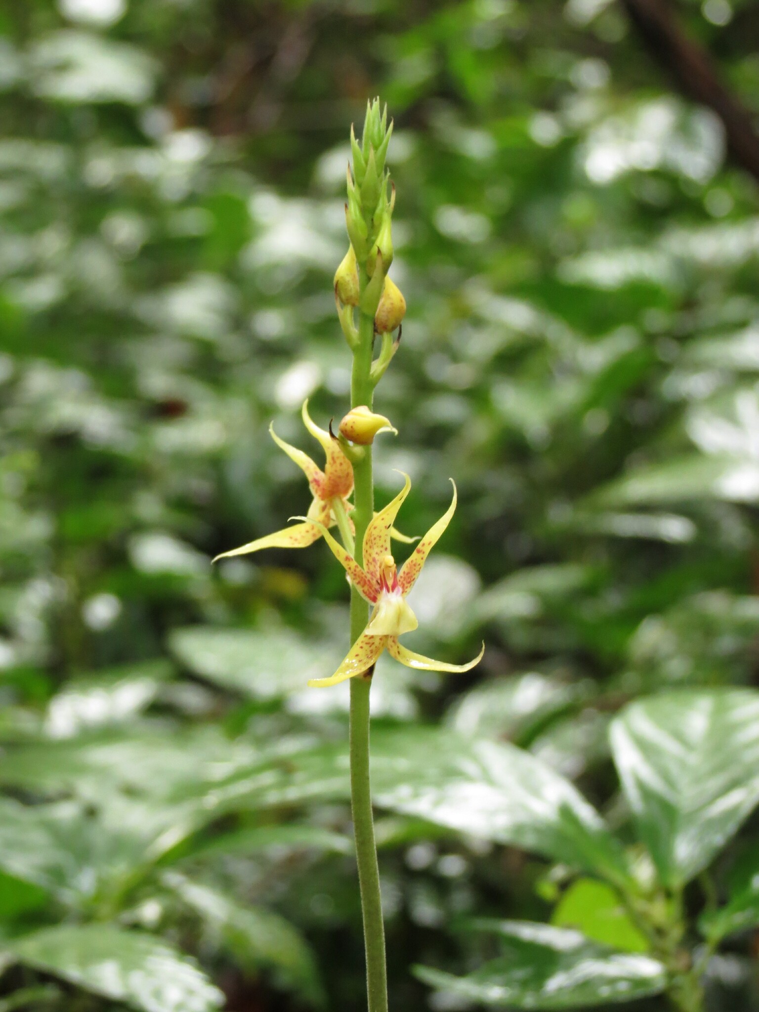 Plocoglottis