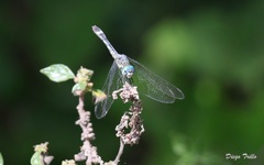 Micrathyria longifasciata