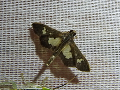 Salbia