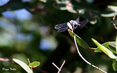 Micrathyria longifasciata
