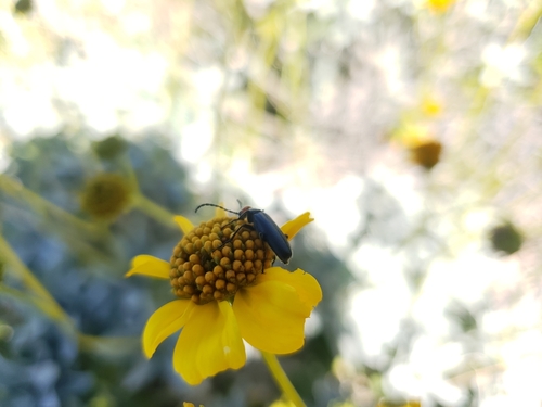iNaturalist observation photo of Red-eared Blister Beetle