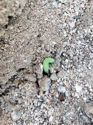 iNaturalist observation photo of Owlet Moths and Allies
