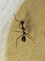 Dolichoderus attelaboides