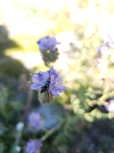 iNaturalist observation photo of Large-tailed Aphideater