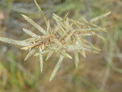 Eragrostis nindensis