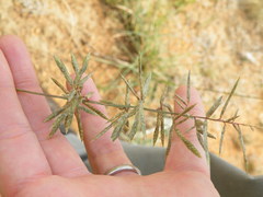 Eragrostis nindensis