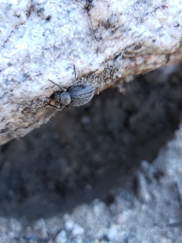 iNaturalist observation photo of Craniotus pubescens