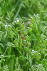 Cryptantha pterocarya pterocarya