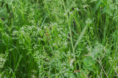 Cryptantha pterocarya pterocarya