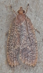 Psilocorsis reflexella