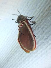 Trosia nigropunctigera