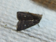 Condicinae