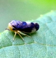 Pediopsoides distinctus