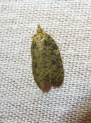 Polyortha