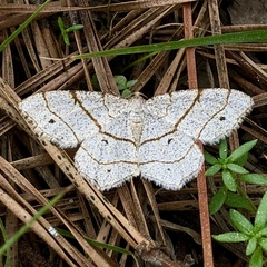 Trigrammia quadrinotaria