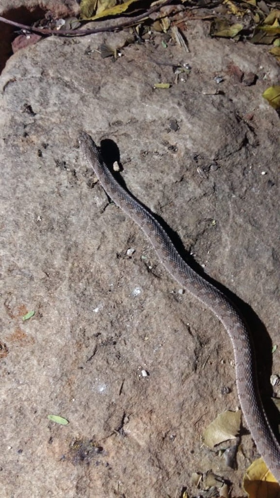 Egg Eating Snake From Lundi Place Pretoria GP ZA On October 8 2023   Large 