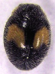 Diomus notescens
