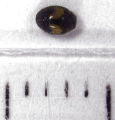 Diomus notescens