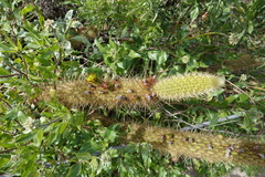 Bergerocactus emoryi