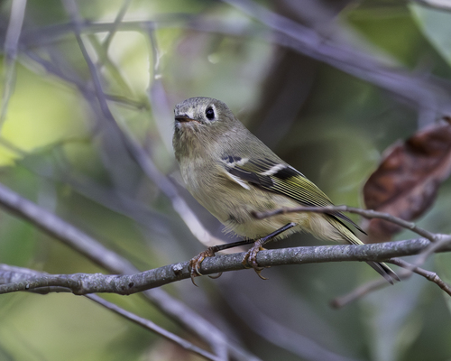 Ruby-crowned Kinglet photographed in Pennsylvania