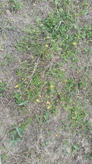Sphaeralcea pedatifida