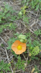 Sphaeralcea pedatifida